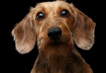 Da li i vi pričate sa svojim psom, evo šta kažu naučnici