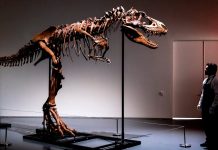 Skelet gorgosaurusa prodat za šest miliona dolara