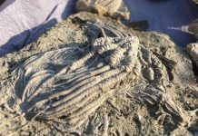 Otkrivena riba fosil koja iskače iz stijene