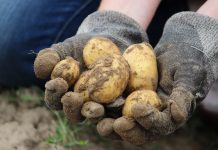 Krompir dosegao rekordne cijene