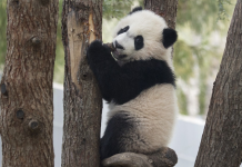 Pronađeni fosili direktnog pretka današnjih pandi