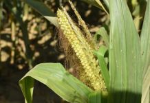 Poljoprivrednici će tražiti proglašenje stanja elementarne nepogode u BiH!