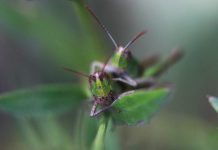 Briljantno otkriće naučnika: Skakavci mogu namirisati rak kod ljudi