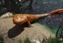 Srce sačuvano u fosilu starom 380 miliona godina: Paleontolozi tvrde da se ove ribe nisu mnogo razlikovale od nas