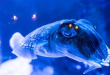 Naučnici pronašli ribu sa antifrizom u venama