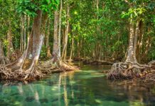 Čak 50 puta je veća od najveće do sada poznate: Otkrivena nesvakidašnja bakterija vidljiva ljudskom oku