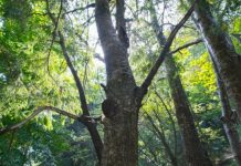 Endemske prašume bogatstvo Unsko-sanskog kantona