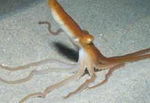 Naučnici: Australska hobotnica mogla bi biti ključ u borbi protiv raka kože