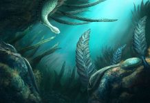 Otkriveni tragovi najstarijeg obroka u fosilu starom 550 miliona godina – trenutak kada je “život postao velik”