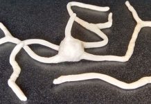 Uzgojena bakterija zvana Prometej, izvor cjelokupnog života na Zemlji