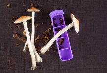 Veliko otkriće: Halucinogene gljive mogu biti i važan lijek