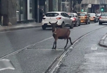 KOZA PROŠETALA SARAJEVOM