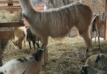 mala-farma-smet-u-zenici-11-1000×600-1