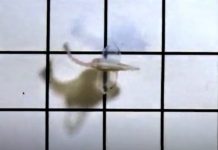 Naučnici kreirali robotsku ribu koju pokreću ćelije ljudskog srca