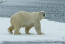 Kanadski polarni medvjedi umiru u velikom broju