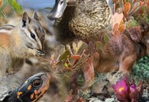 Više od milion vrsta na Zemlji pred izumiranjem