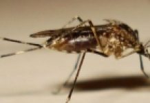 Naučnici sve bliže stvaranju malih letećih robota, ne većih od komarca