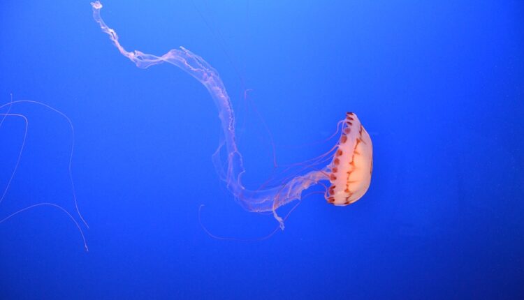 meduza-1-750x430-1