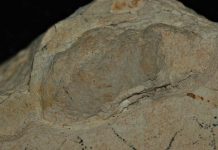 NOVA VRSTA BUBE: Otkriće iz skeniranog 230 miliona godina starog životinjskog izmeta