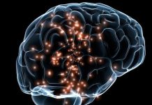 Naučnici u tajnovitom području mozga otkrili nešto iznenađujuće