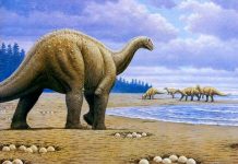 Otkriveno preko 90 gnijezdilišta titanosaurusa: Šta su na osnovu 250 jaja naučnici zaključili o njihovoj reprodukciji?
