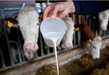 Farme se gase, građanima litar postaje preskup: Ko podiže cijenu mlijeka