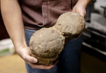 Jedinstveno otkriće u Holandiji: CT skener otkrio da se unutar fosilizovanog jajeta dinosaurusa nalazi embrion