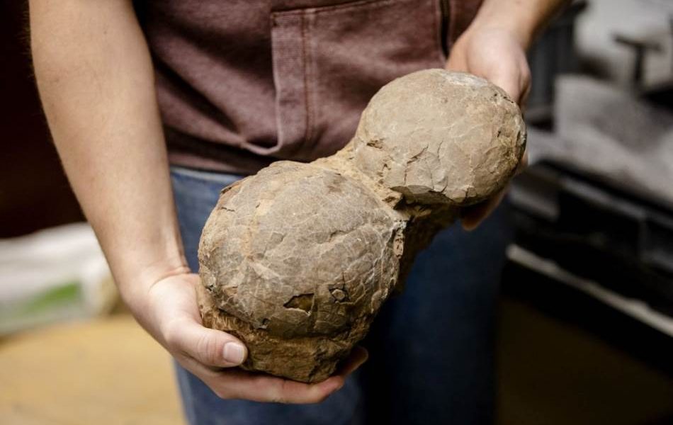 Dinosaurusova-jaja-0749230688-950x600-1