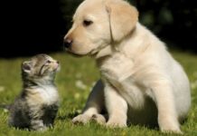 Više od 31.000 pasa, mačaka i tvorova otišlo iz BiH