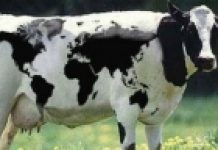 Uspješno klonirane tri “superkrave”