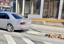 Užasan prizor u Posušju: Pas bio zakačen za automobil koji je bio u pokretu