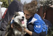 Turkiye: Nakon 22 dana iz ruševina izvučen živ pas