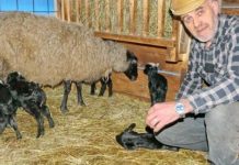 ČUDO KOD HAJRUDINA ZAHIROVIĆA: Ovca ojanjila petero jagnjadi Share