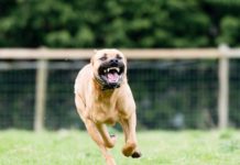 PAS LUTALICA IZUJEDAO DJEČAKA PO GLAVI: DOBIO MENINGITIS I PAO U KOMU, UMRO POSLIJE MJESEC DANA PAKLA