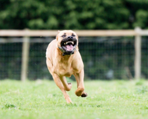 pas-pitbul