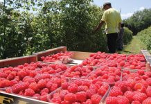 maline-1-1000×600-1