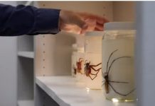 Naučnici otkrili novu vrstu velikog pauka