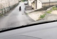 Medvjed trči ulicama Vratnika, građani uznemireni