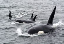 Šta se događa: Novi napad kitova ubica na brod!?