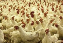 peradarska-farma-1000×600-1