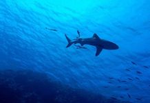 Užas u Hurgadi, ajkula raskomadala turistu