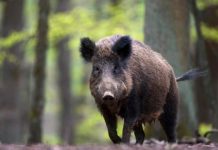 Prvi put u BiH detektovana je afrička svinjska kuga koja se pojavila u Semberiji