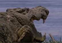 Ženka krokodila oplodila samu sebe, fenomen “djevičanskog rođenja”