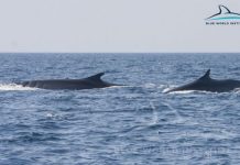 Kitovi ubice napali učesnike utrke The Ocean Race Sprint u Atlantskom okeanu