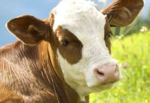 Irska planira ubiti 200.000 goveda u borbi protiv klimatskih promjena