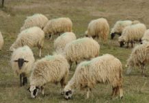 Islamska zajednica BiH: Kurban mora posjedovati pasoš i svjedodžbu o zdravstvenom stanju