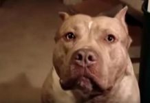 Bebu napao pitbul, ostala bez pet prstiju: Majka optužena za zanemarivanje