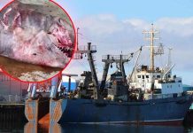 RIBARI UPECALI JEZIVOG STVORA OD 800 KG: Naučnici odmah došli po zvijer iz dubine, a kad su joj RASPORILI STOMAK nastao muk (FOTO)