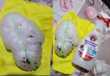 U Italiji pao grad najveći u Evropi (VIDEO)