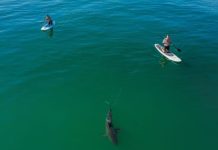 Ajkule sve bliže obali u SAD: Za dva dana napale pet osoba